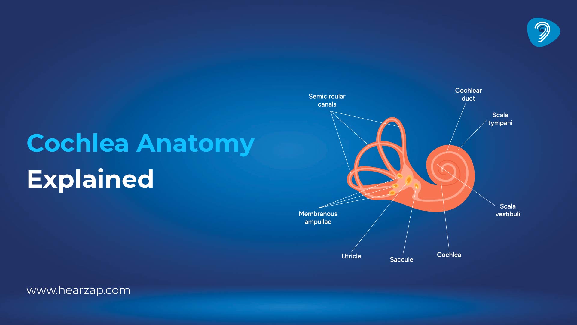 Cochlea Anatomy