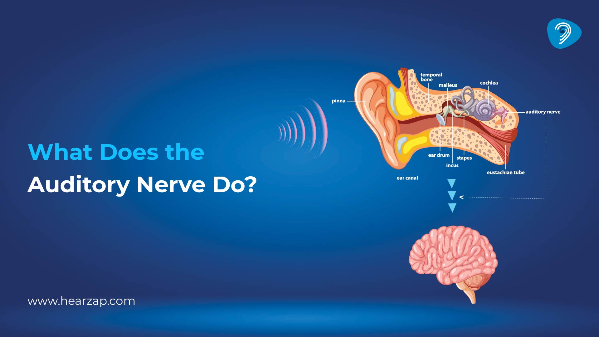 Auditory Nerve