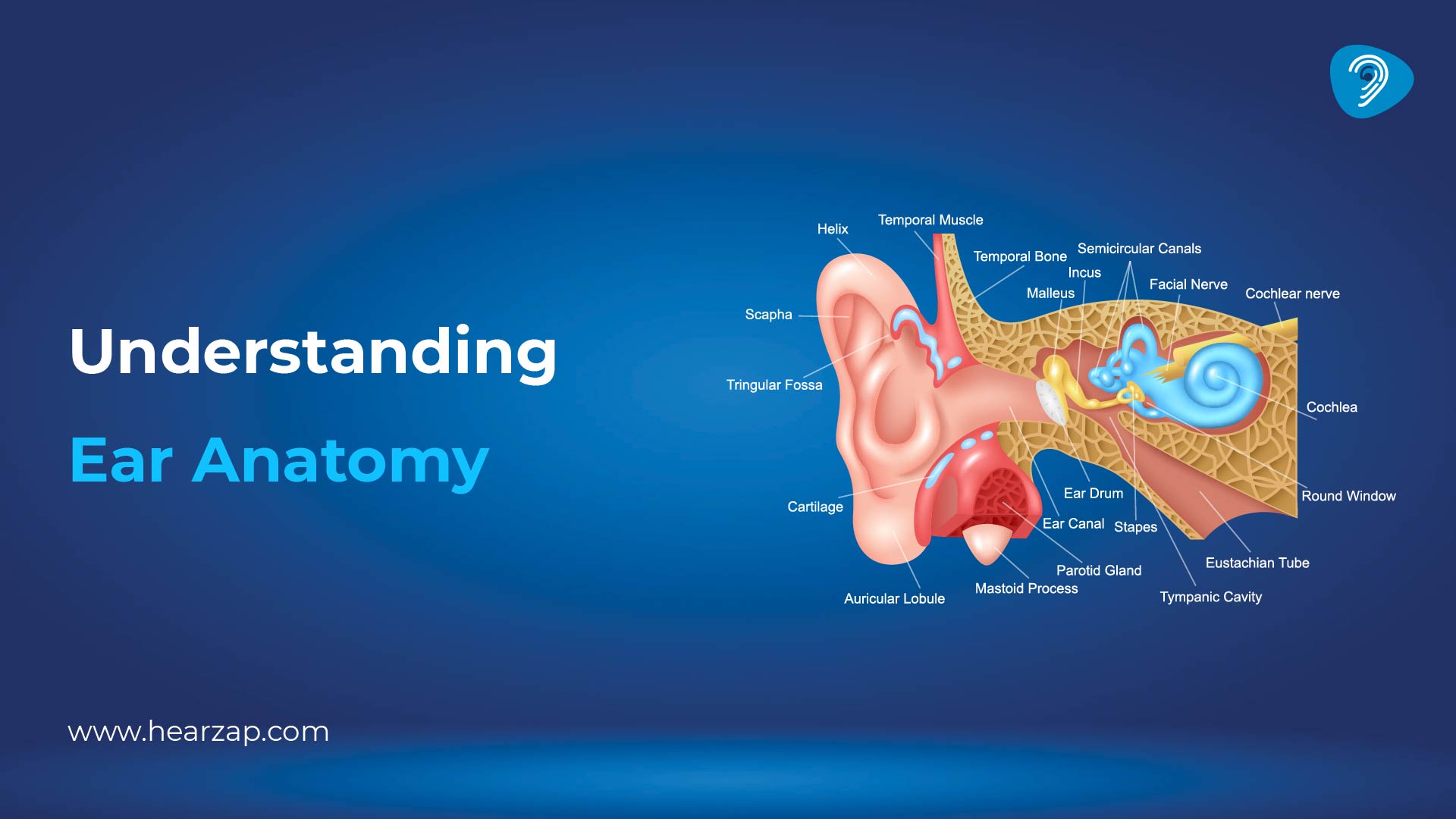 Understanding Ear Anatomy
